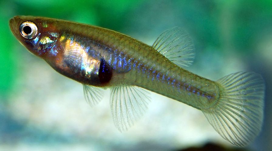 Gambusia holbrooki_007.jpg